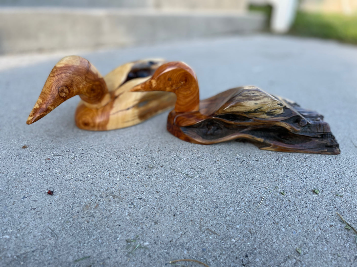 Wood ducks